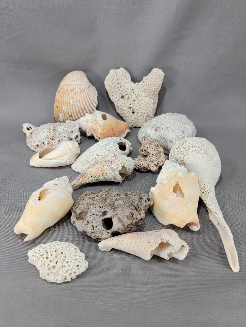 Natural Broken Coral Shell Seashell Mixed Lot Sun Bleached Craft Beach Decor